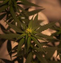 Anbau im Gewächshaus, Teil 2