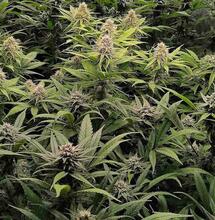 Phenohunting Cannabis Plants and Mother Plants