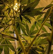 Fertilización foliar en el cannabis