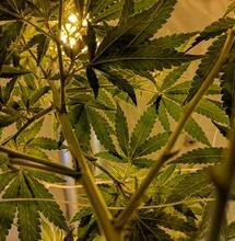 Opinión: ¿El modelo de clubes de cannabis españoles se expande en Uruguay?