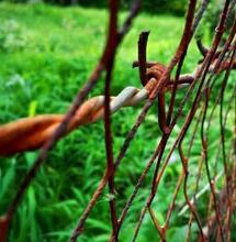 El cáñamo durante la colonia en Chile
