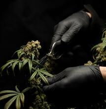 Sweet Seeds: 10 años muy dulces