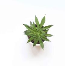 Clonar cannabis paso a paso