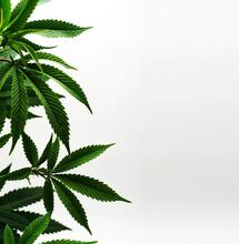 Cannabis stoned age was 11,000 years ago