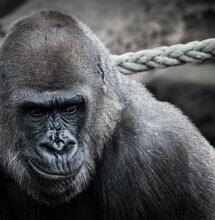 Gorilla Glue #1: The Latest Knock-Out Cannabis Strain By Zamnesia