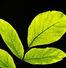 Discover the fundamentals of photosynthesis — how plants turn light, water and CO₂ into oxygen and carbohydrates, and why this process matters for plant growth.