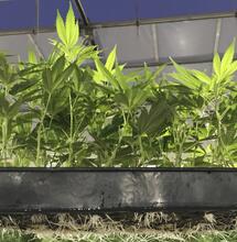 Aplicación en sustrato de piedra caliza para cannabis.