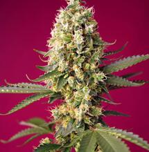 Neue Sweet Seeds Cannabissorten für 2022