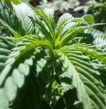 Matías Faray y Chirri explican sus trucos de cultivo.