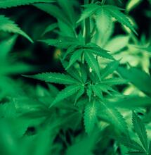 Combate plagas en el cultivo cannábico de interior. 