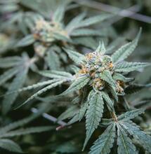 ¿Cómo prevenir plagas en hoja y tallo de la marihuana?