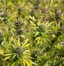 ¿Cómo tratar una planta de cannabis enferma?