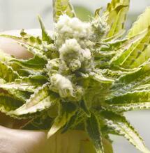 planta albina de marihuana 