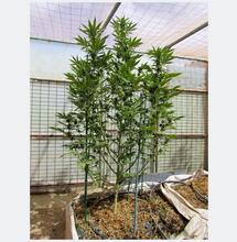¿Cómo mejoran los microorganismos tu cultivo de marihuana?