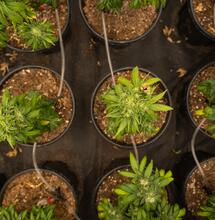 Esquejes de cannabis luego de ser cortados de una planta madre, enrraizados y vegetados.