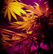 ¿Qué pasa si me pillan con plantas de marihuana en casa?