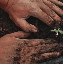 man planting a small weed plant