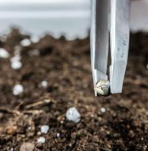 planting cannabis seedlings in the ground.