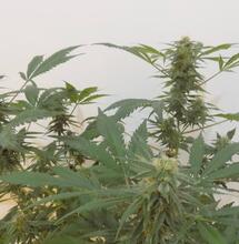 Poda y doblado de plantas