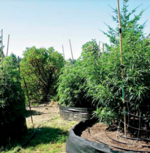 Poda el cannabis para cosechar cogollos gigantes