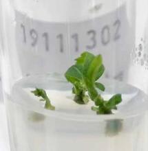 La poliploidización