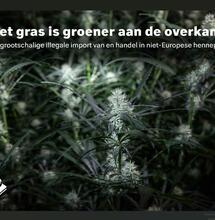 Politierapport over buitenlandse importwiet