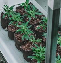 ¿Cómo hacer una cuarentena para clones de cannabis?