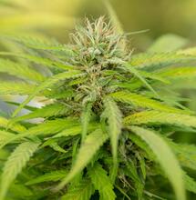 ¿Por qué fumar CBD?