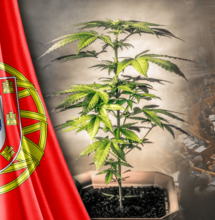 In Portogallo nuovo tentativo di legalizzazione della cannabis