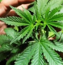 Citlivost na Sensimilla odrůdy