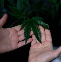 potassium nutrient feed cannabis plants. 