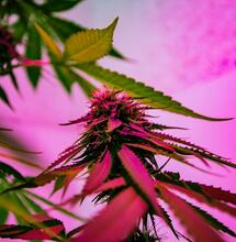 Expert advice on how to proceed with watering cannabis plants before harvest, and how to control the grow room during drying.