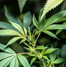 Planta de cannabis en exterior mostrando primeros pistilos blancos durante la prefloración en julio, bajo luz solar natural