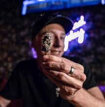 Video consejos: preguntas y respuestas cultivo de marihuana.