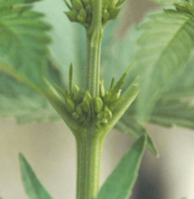 Sin machos no hay futuro