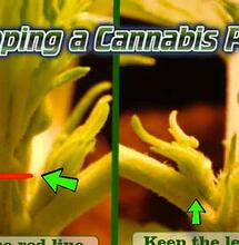 Preparare la coltivazione outdoor per la fioritura