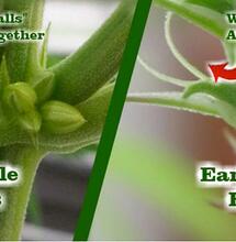 Preparing Your Outdoor Grow For Flowering