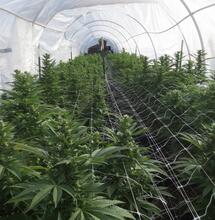 Prevenzione di malattie e parassiti