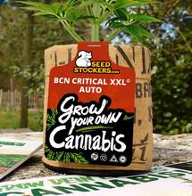 Cannabis wird Publikumsliebling auf der IPM Essen