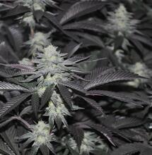 Empezar tu cultivo interior de marihuana: 7 consejos de experto