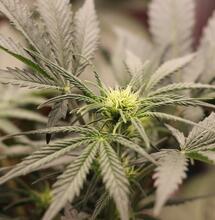 Hongos, virus, insectos y prevención en el cultivo de cannabis