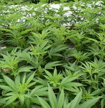 Detectar problemas en vegetativo del cannabis