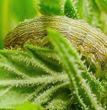 Problemas en el cultivo de marihuana en balcón