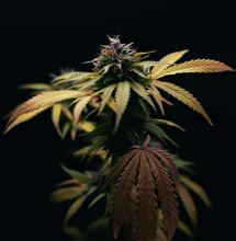 planta de marihuana con problemas en las hojas