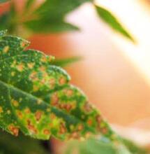 Problemas de calcio y magnesio