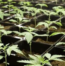 Top Tips On How To Get Better Tasting Cannabis