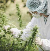 Paradosso Cannabis: produrne meno per averne di più