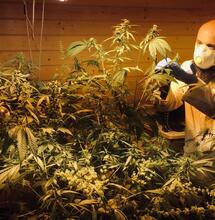 Progetto BIO SPHERE. Cannabis, alghe e fitodepurazione: una sfida che viene dalla Puglia