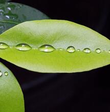Organización Mundial de Salud mantiene coca como sustancia controlada 