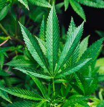 marijuana leaf garden.